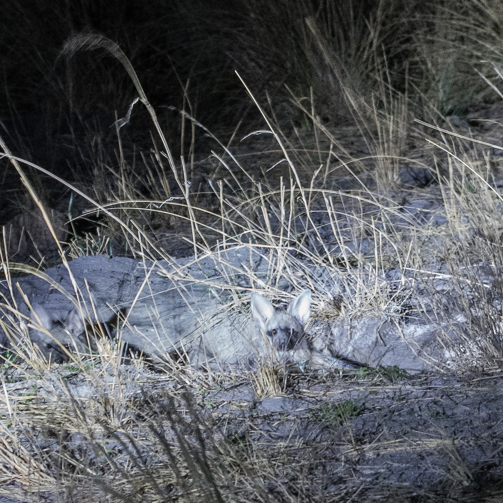 Protèle (Aardwolf, Protelus cristatus) adulte posté au bord de son terrier, Kwando concession, Delta de l'Okavango, Botswana.